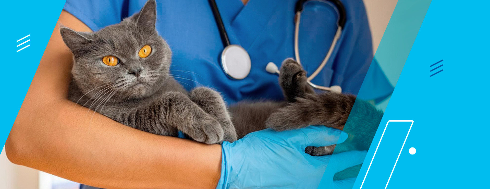 Акция! По воскресеньям: Стерилизация кошки 150 р Кастрация кота 80 р 